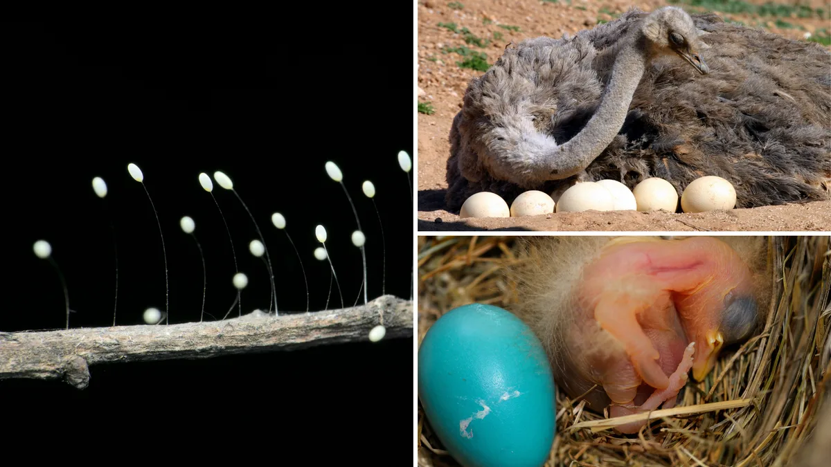 Artikelbild_AdobeStock_Eier Eier die nicht ins Osternest gehören