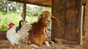 Dass Bio- und Labelprodukte – besonders im Flerischmarkt – teils massiv teurer sind als Billigfleisch, will der Schweizer Tierschutz STS nicht länger dulden. Die Wettbewerbskommission sieht es leider anders.