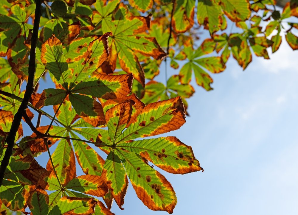 Vögel als Schädlingsbekämpfer