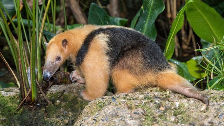 Tamandua Lorenzo im Zoo Zürich