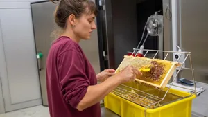 Wenn die Waben mit Honig gefüllt sind, werden sie von den Bienen verschlossen. Darum werden die Honigwaben erst «entdeckelt».
