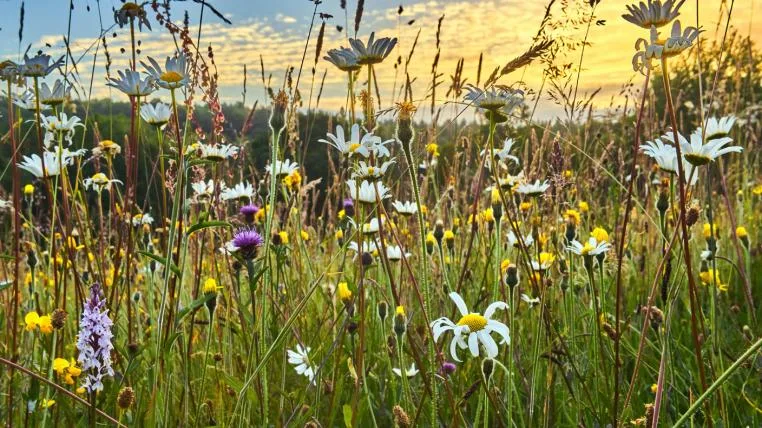 d05f0056b7cc8bc06168564de39def31cbfc2b3f Biodiversitätsrückgang