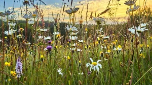 Die Menschheit bringt sich durch Raubbau an der Natur in Gefahr, findet eine umfassende Studie.
