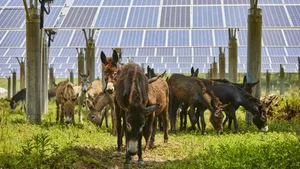 Photovoltaik:Vor allem Sonnen- und Windstrom bekommt in der EU eine immer grössere Bedeutung.