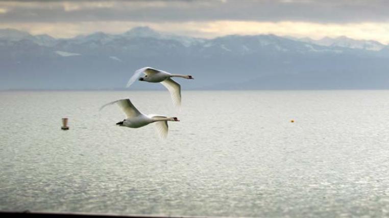Schwäne über dem Bodensee