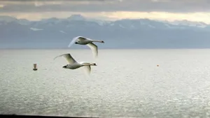 Verzeichnet diesen Winter Rekordtemperaturen: der Bodensee.