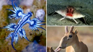 Diese Tiere sehen erfunden aus? Sie sind aber echt.
