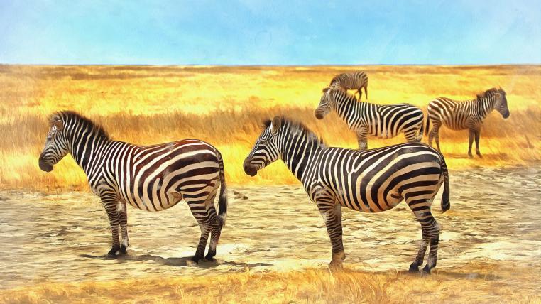 Zebras in Tansania