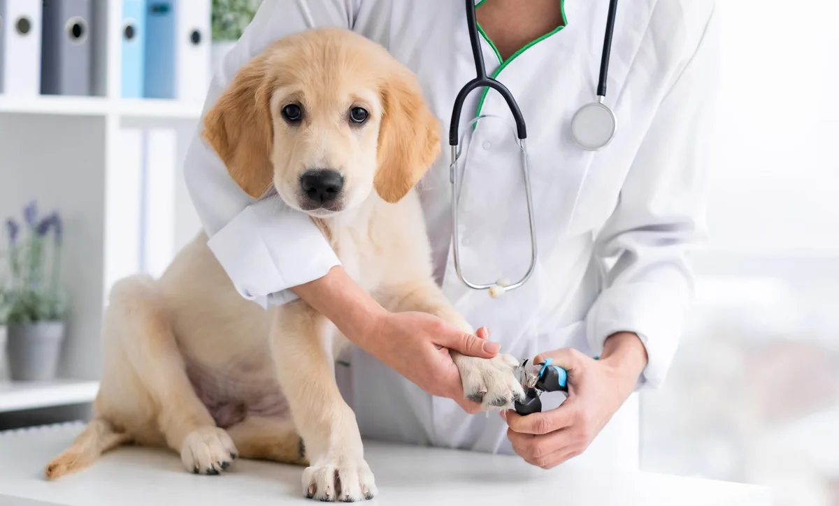 shutterstock_1655866648 Antworten zu Tierarztfragen