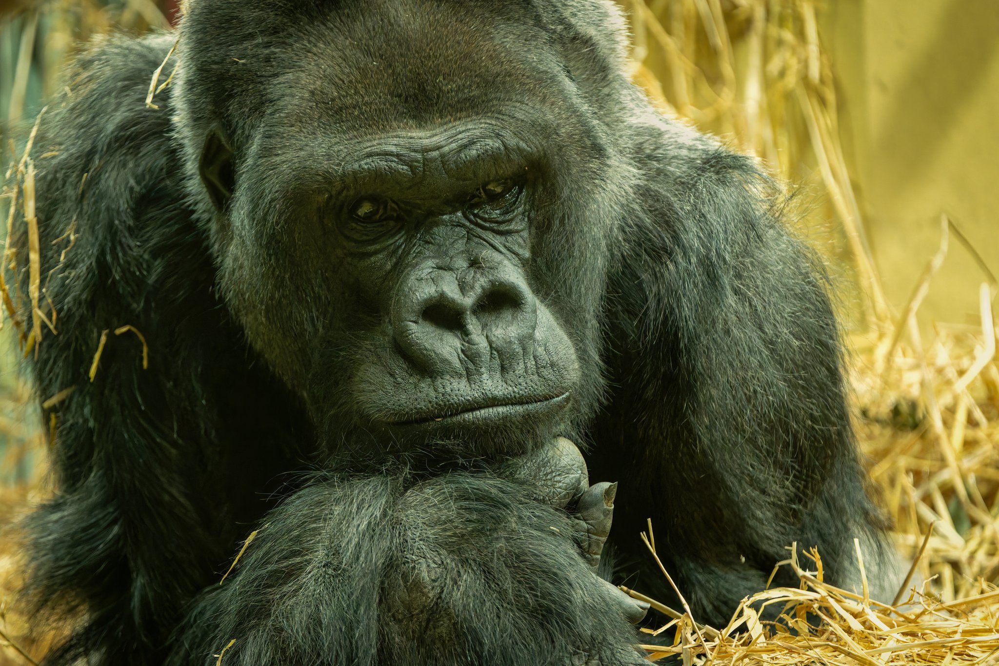 Zoo Zürich: Silberrücken N'Gola (47) ist tot – Gorillagruppe wird neu aufgebaut