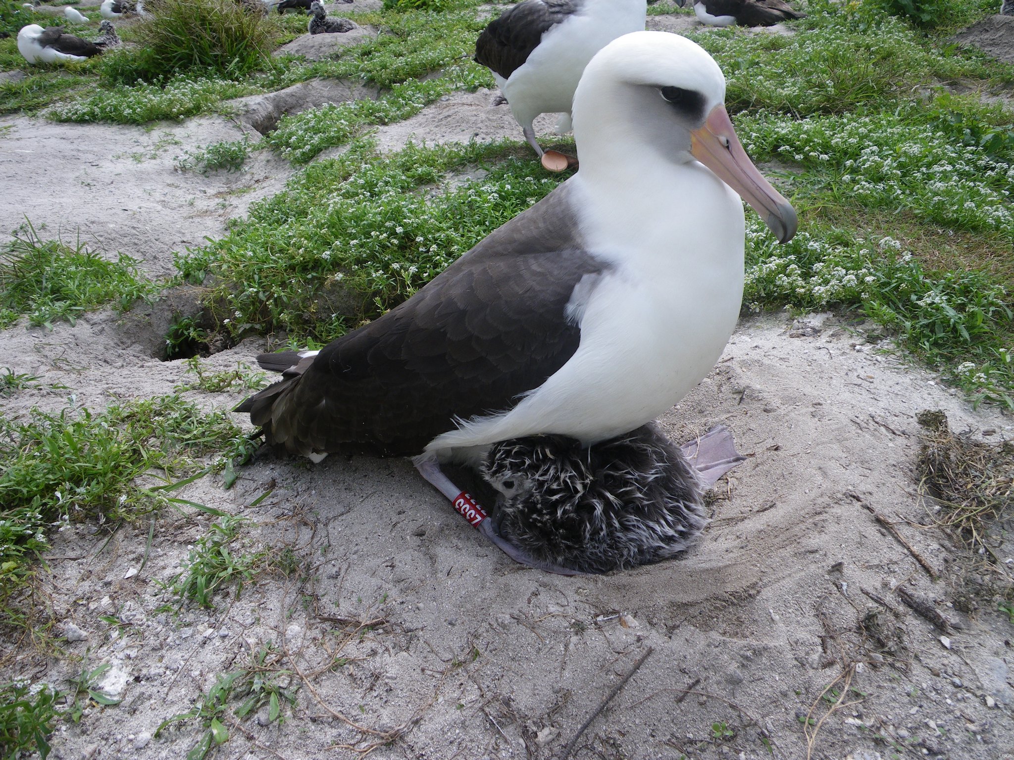 Mit 74 Jahren: Ältester Wildvogel der Welt brütet erneut