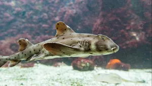 Im Zoo Basel schlüpfte ein Stierkopfhai aus einem Ei, das seine Mutter kurz vor ihrem Tod abgelegt hatte.