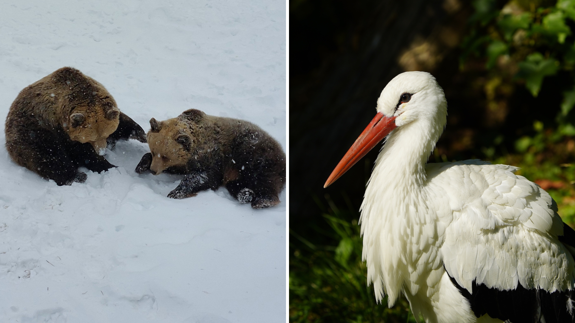 Das löste das milde Wetter im Tierreich aus
