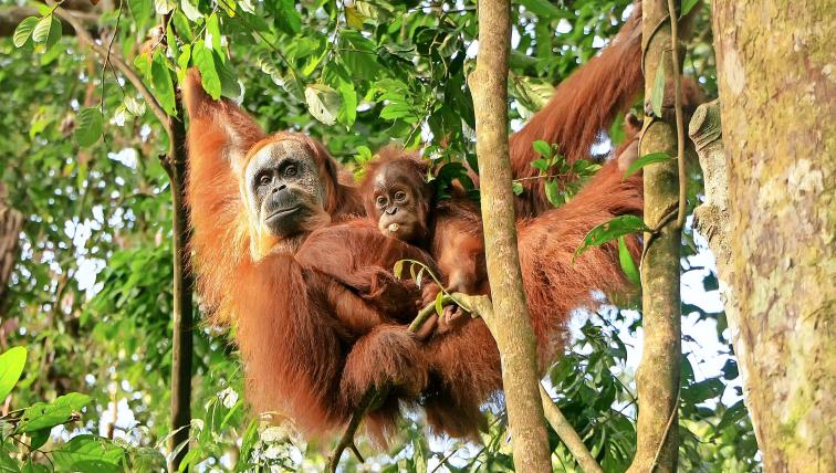 Orang-Utan-Mutter mit Jungtier