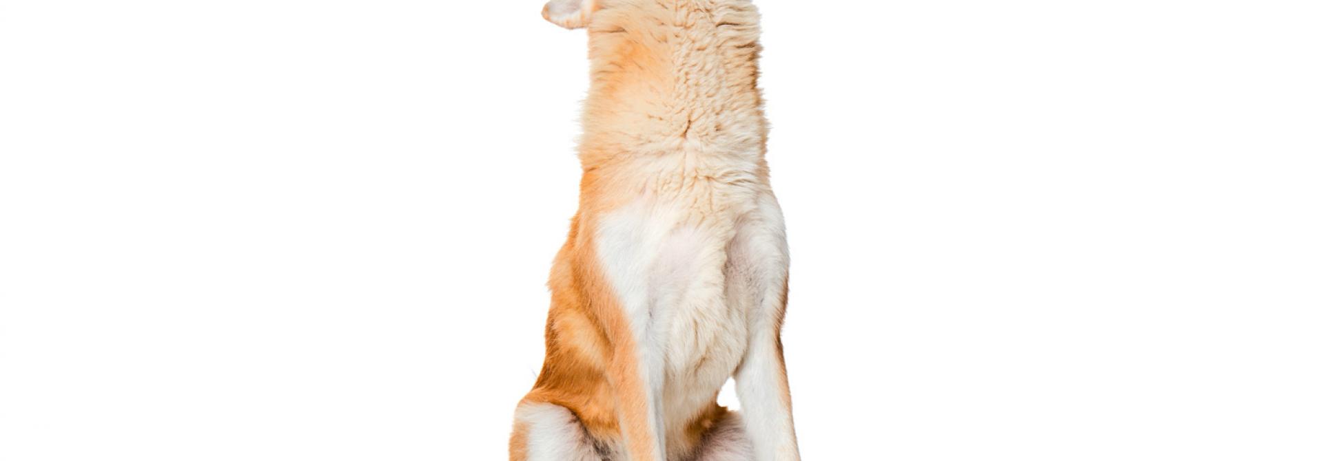 Heulender Hund
