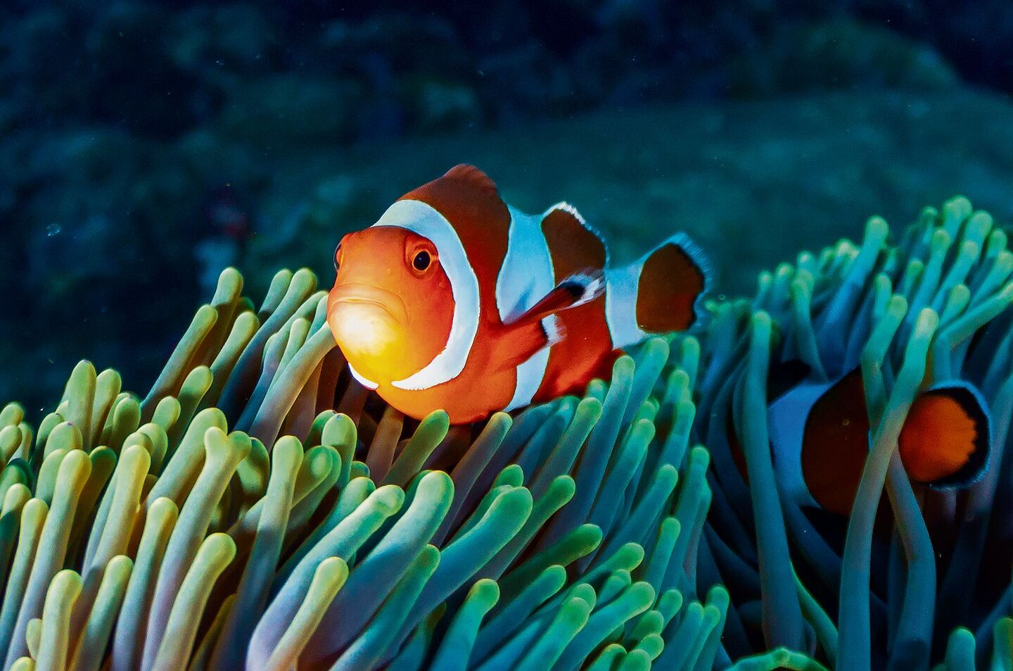 Geschlechtsumwandlung bei Clownfischen