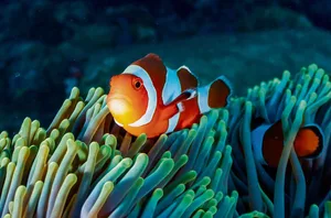 Clownfische können das jeweilige Geschlecht wie mit einem Lichtschalter an- und ausschalten.