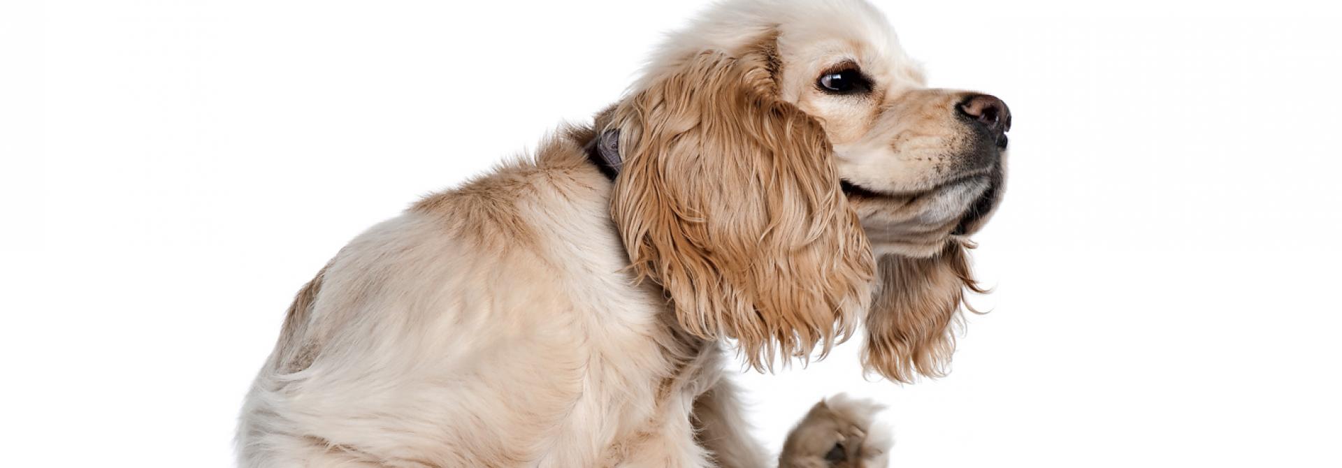 uebersprungshandlungen-hund.jpg