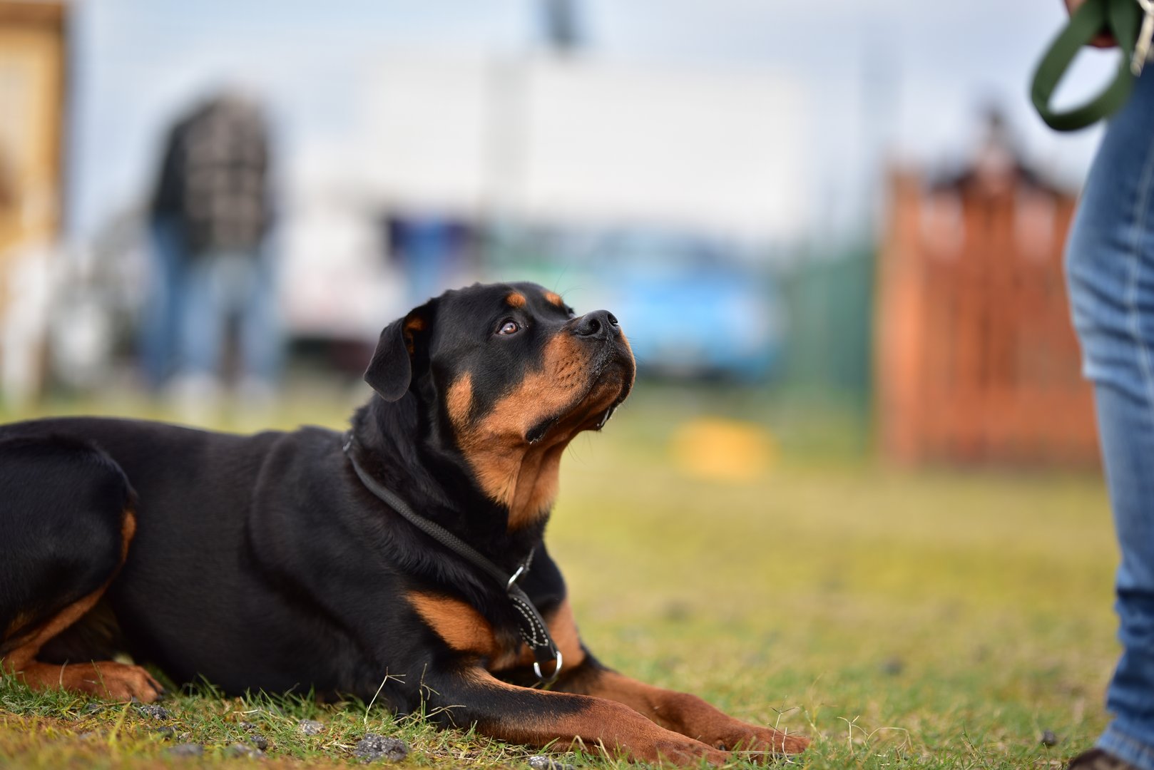 Rottweiler & Co.: So laufen Wesensbeurteilungen bei Listenhunden ab