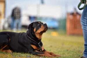 Jeder Rottweiler, der auf Zürcher Boden lebt, muss einen Wesenstest absolvieren.