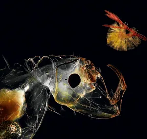Porträt einer Büschelmückenlarve (Chaoborus sp.) und Koloniebildende Kieselalgen an einer Rotalge.