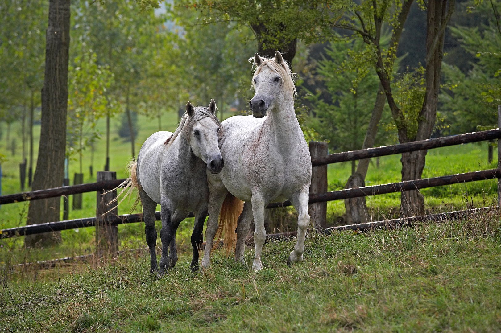 Connemara Pony: Irisches Naturtalent mit Charme und Sprungkraft