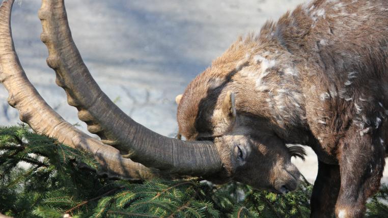 alpensteinbock.JPG