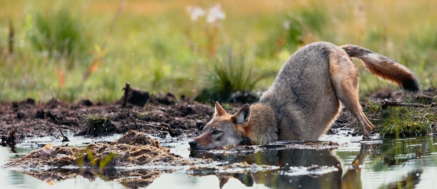 Der Wolf ist von selber wieder in die Schweiz eingewandert.