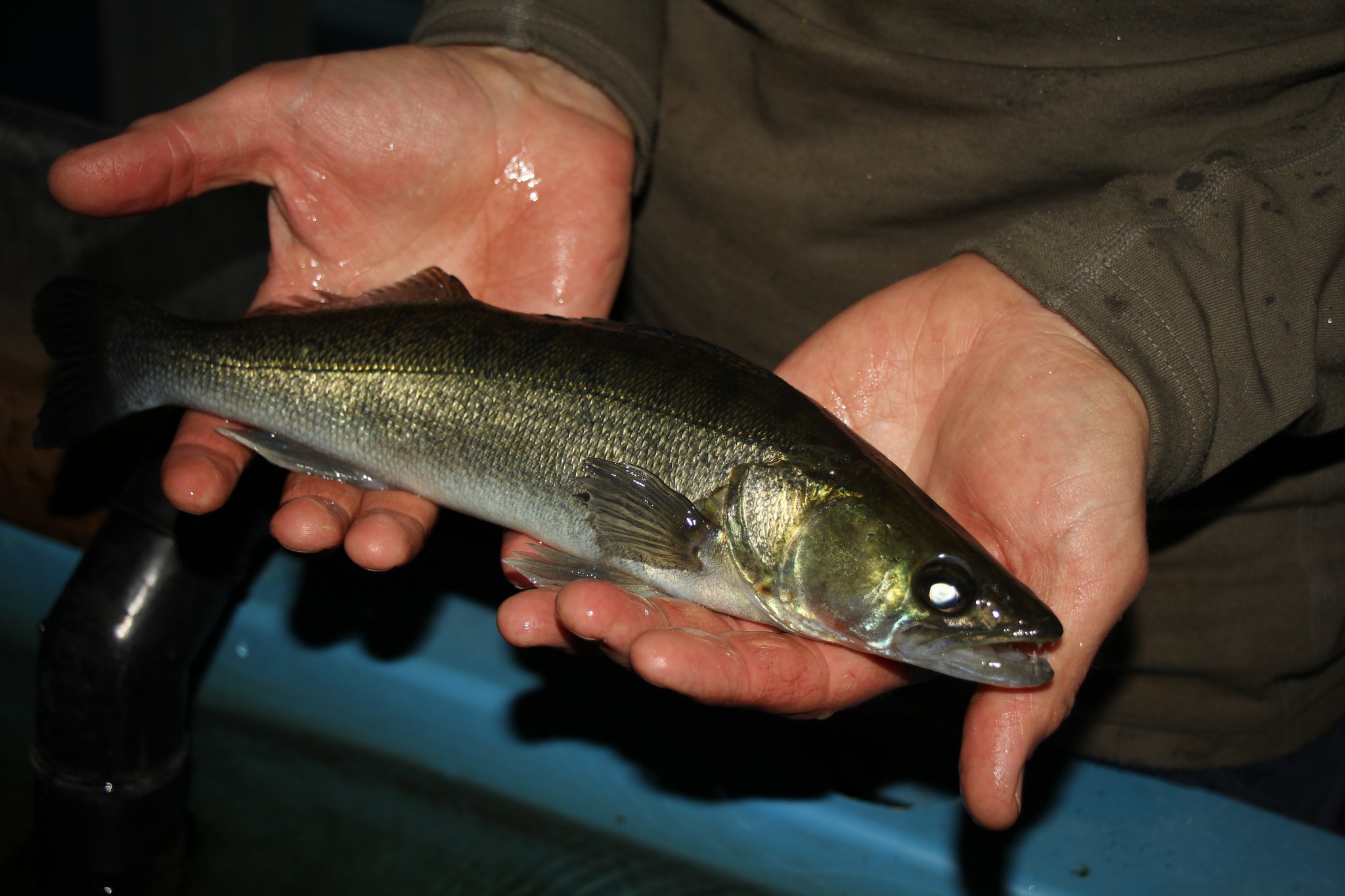 Fischzucht in der Schweiz
