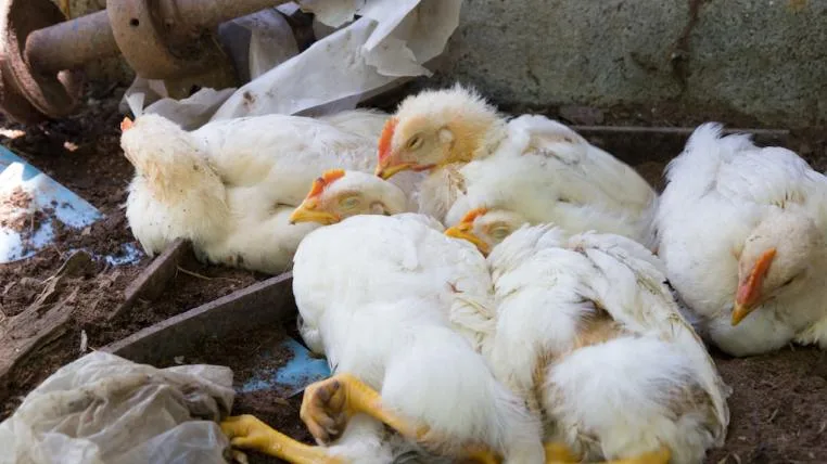6787e886c0980a252bb02ec3f31a1022759b01e1 Vogelgrippe