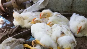 Vogelgrippe: Das Virus Virus H5N6 hat in Japan mehrere Tiere befallen.