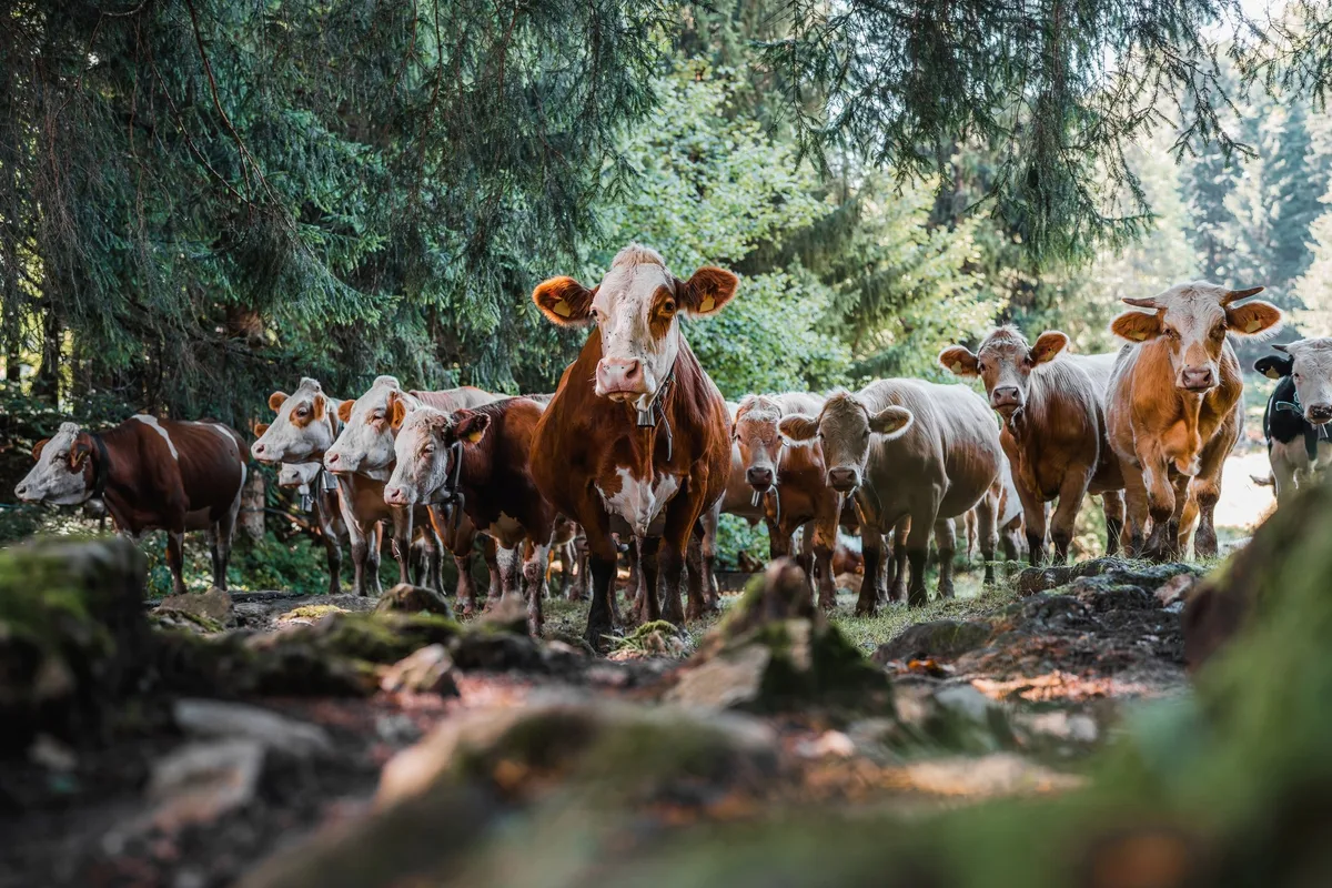 shutterstock_2193530135 Waldweiden: Biodiversität fördern oder Naturräume gefährden?