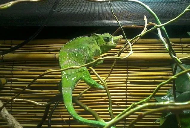 81a302a8baebac7e9f818a9ddbb75add68efb255 01chameleon.jpg