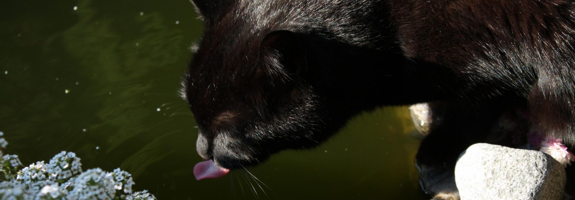 Katze_Lars_Kasper_flickr_by-nc-sa.jpg