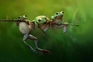 Derselbe indonesische Fotograf hat auch die drei Frösche im Morgenlicht angetroffen.