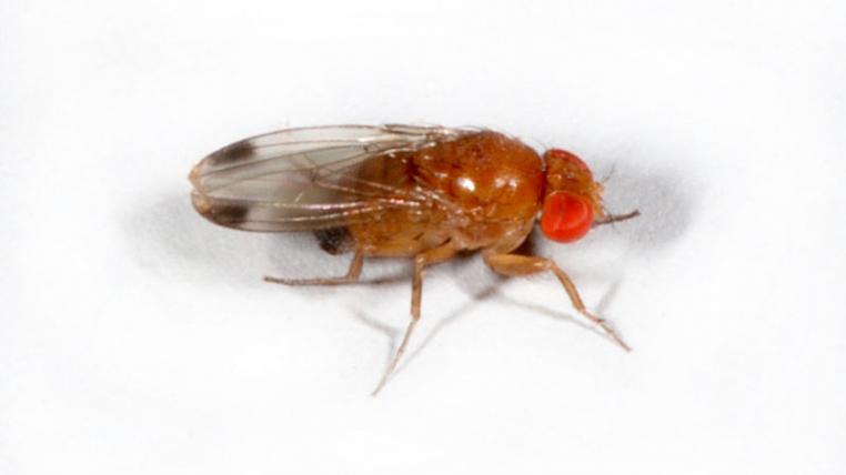 drosophila1.jpg