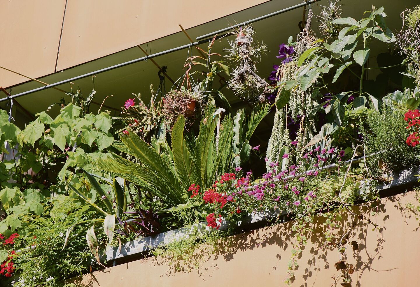 Ein Beispiel ausder Schweiz: Der Balkon unseres Autors (unten),wo regelmässig Amseln brüten (oben).