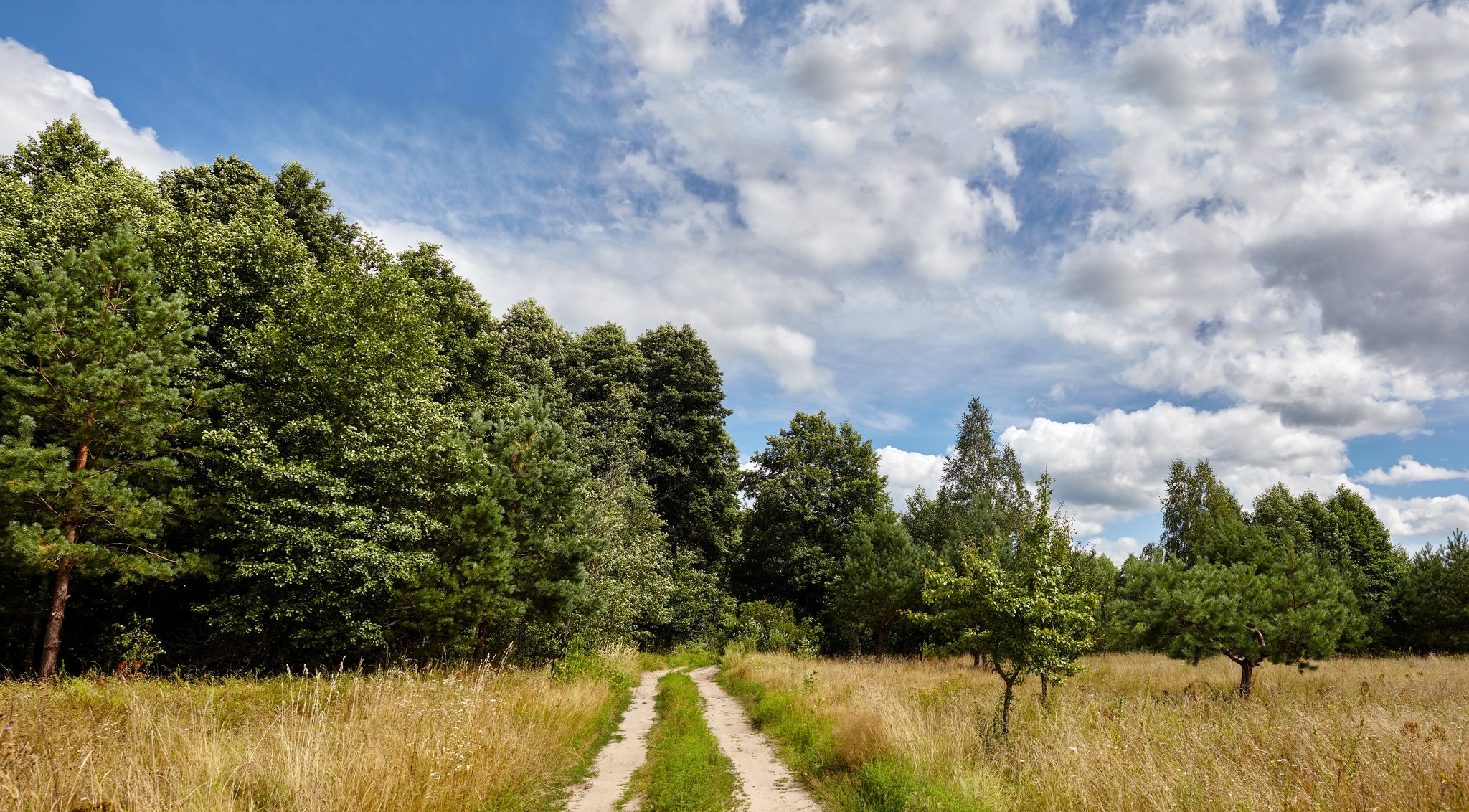 Neue Studie zeigt: Biodiversität an Waldränder ist höher als im Waldinneren