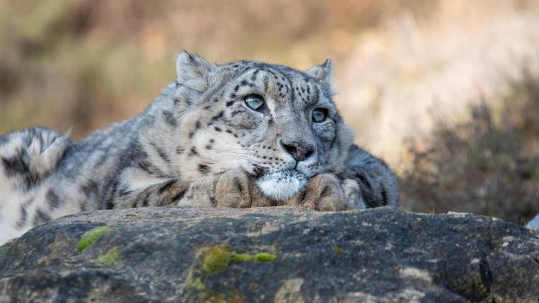 Schneeleopard Villy im Zoo Zürich
