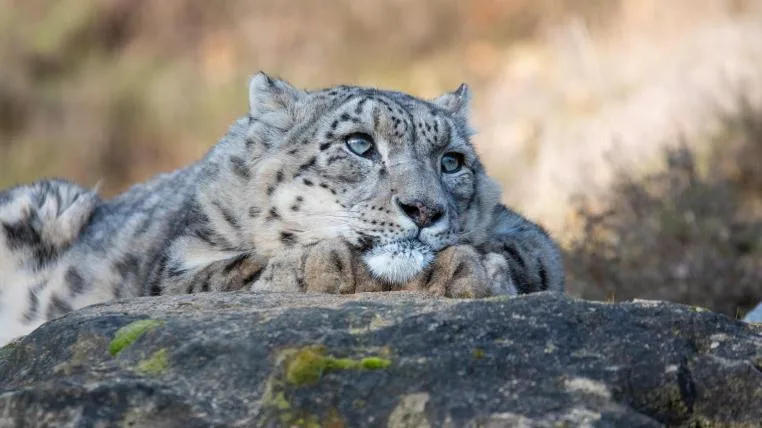 1de0f9a90821e386fa698d98c9b5cad0b021fa68 Schneeleopard Villy im Zoo Zürich