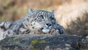 Der betagte Schneeleopard Villy im Zoo Zürich.