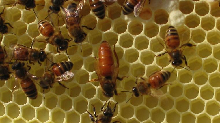beequeen.jpg