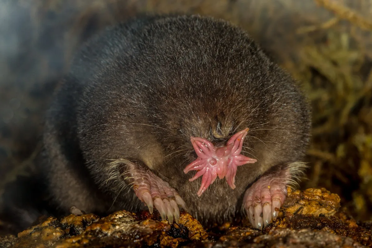 AdobeStock_228841038 Der Sternmull: Maulwurf mit spezieller Nase