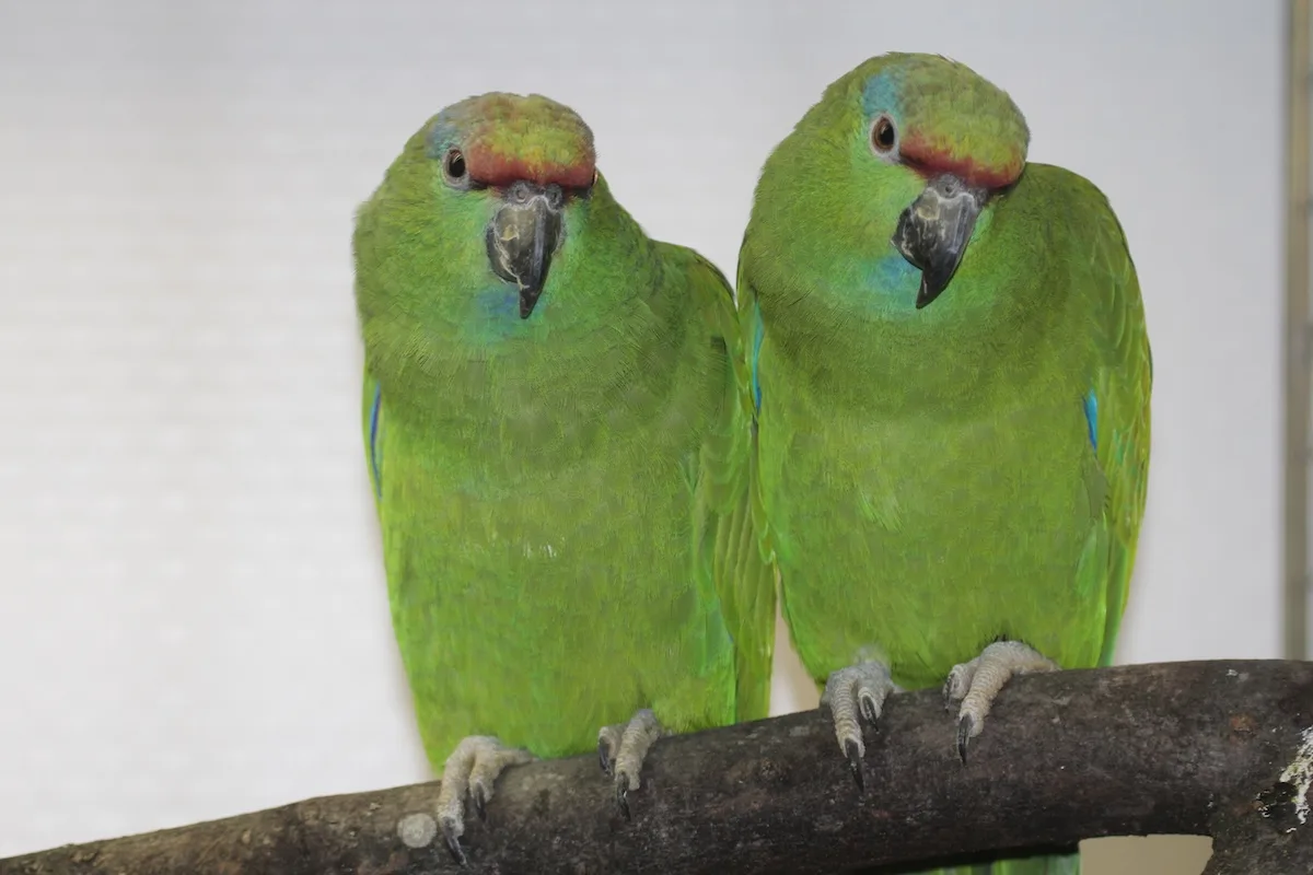 Blaubartamazonen__EXOTIS_Pfäffikon_Kopie Amazonen - Papageien Mittel- und Südamerikas und der Karibik