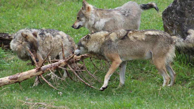 Wolfsrudel