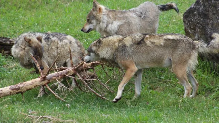 fbb71e67740c63ea42b53a6f27edfccbb9264394 Wolfsrudel