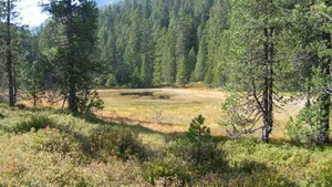 Im Gebiet Gugelwald finden sich noch seltene Torfmoos-Bergföhrenwälder.
