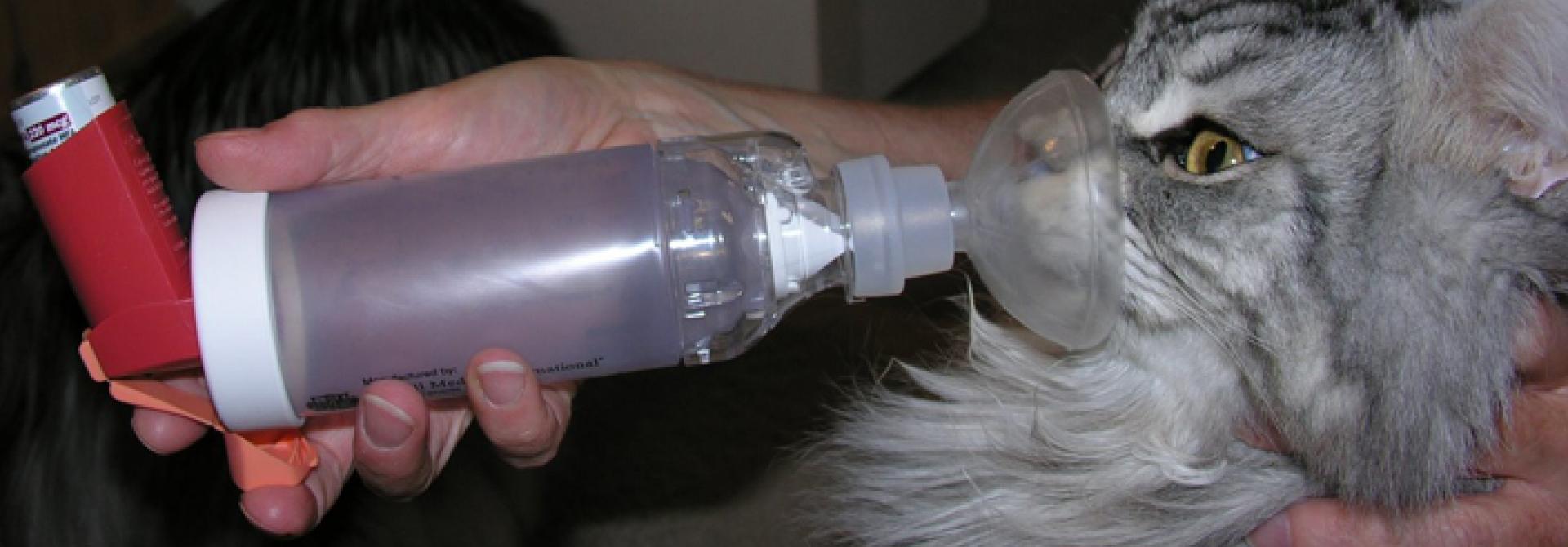 Katze mit Inhalator