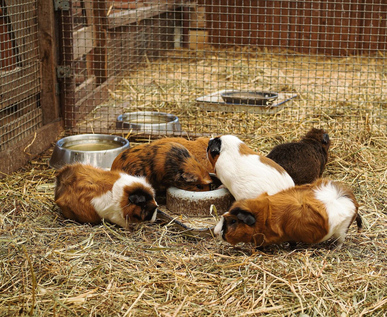 Meerschweinchen Gruppe