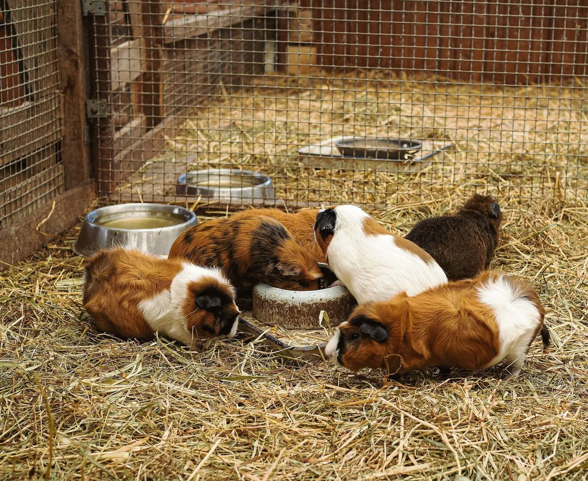 1c2965930684c243208e9c12a84453833545fa04d3b0e0fc7745ff140cde0741 Meerschweinchen Gruppe